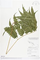 登錄號:BP01016藏品圖，第1張