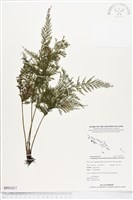 登錄號:BP01017藏品圖，第1張