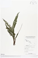 登錄號:BP01018藏品圖，第1張