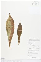 水芋葉車前、美葉車前蕨藏品圖，第1張