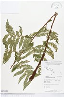 登錄號:BP01020藏品圖，第1張