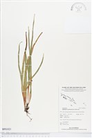 劍葉書帶蕨藏品圖，第1張