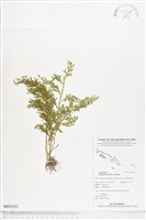 登錄號:BP01022藏品圖，第1張