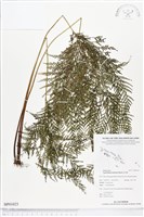 登錄號:BP01023藏品圖，第1張