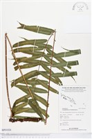 登錄號:BP01026藏品圖，第1張