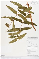 登錄號:BP01027藏品圖，第1張