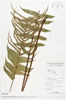 登錄號:BP01028藏品圖，第1張