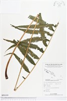 登錄號:BP01030藏品圖，第1張