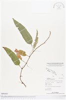 登錄號:BP01031藏品圖，第1張