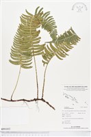 馬來陰石蕨藏品圖，第1張