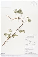 登錄號:BP01033藏品圖，第1張