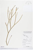 垂枝松葉蕨藏品圖，第1張