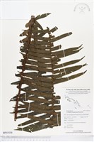 登錄號:BP01036藏品圖，第1張