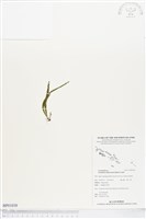 登錄號:BP01038藏品圖，第1張