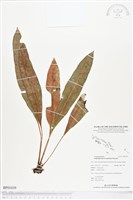 登錄號:BP01039藏品圖，第1張