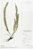 登錄號:BP01040藏品圖，第1張