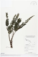 菲律賓厚葉蕨藏品圖，第1張