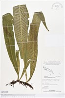 登錄號:BP01042藏品圖，第1張