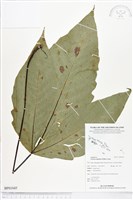 登錄號:BP01045藏品圖，第1張