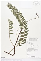 登錄號:BP01046藏品圖，第1張