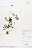 登錄號:BP01047藏品圖，第1張