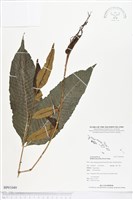 尾葉實蕨藏品圖，第1張