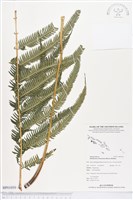 登錄號:BP01050藏品圖，第1張