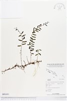 登錄號:BP01051藏品圖，第1張