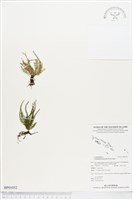 疏毛荷包蕨藏品圖，第1張