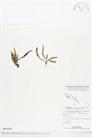 登錄號:BP01056藏品圖，第1張