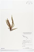 登錄號:BP01058藏品圖，第1張