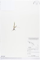 登錄號:BP01060藏品圖，第1張