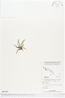 登錄號:BP01061藏品圖，第1張