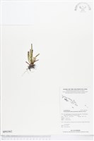 登錄號:BP01062藏品圖，第1張