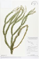 登錄號:BP01065藏品圖，第2張