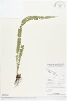 方柄鱗始蕨藏品圖，第1張