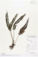 登錄號:BP01068藏品圖，第1張