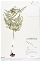 登錄號:BP01069藏品圖，第1張