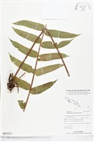 長葉腎蕨藏品圖，第1張