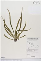 登錄號:BP01074藏品圖，第1張