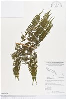 瓦氏鳳尾蕨藏品圖，第1張