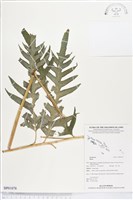 登錄號:BP01078藏品圖，第1張