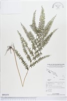 登錄號:BP01079藏品圖，第1張