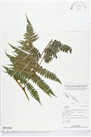 登錄號:BP01080藏品圖，第1張