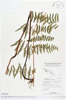 栗蕨藏品圖，第1張