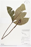 登錄號:BP01083藏品圖，第1張