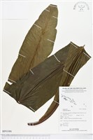 臺灣山蘇花藏品圖，第1張