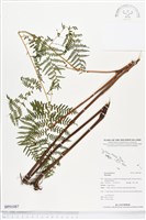 登錄號:BP01087藏品圖，第1張