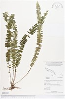 登錄號:BP01088藏品圖，第1張