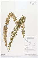 登錄號:BP01089藏品圖，第1張